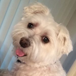 Meet your Posher, Ellen